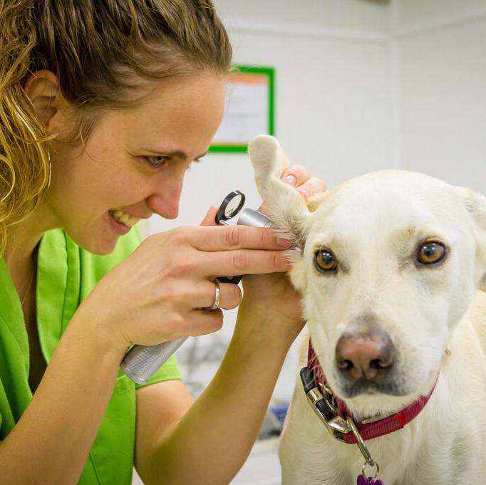 vet plan